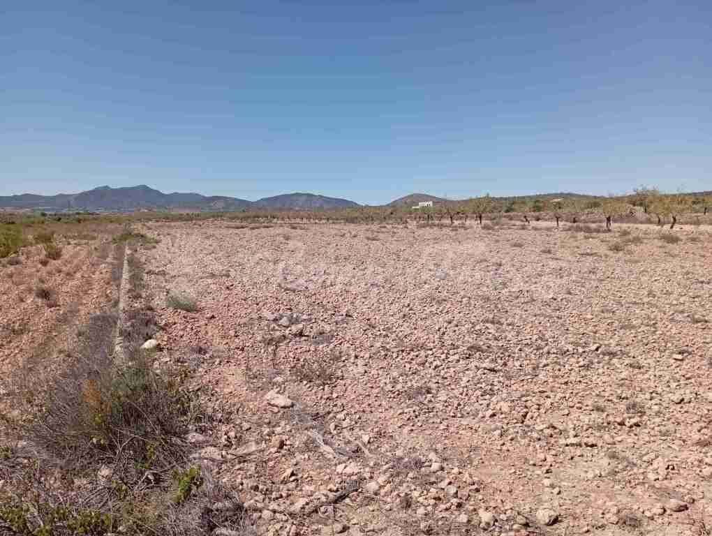 Suelo urbanizable en Venta en Pinoso Alicante - foto 4