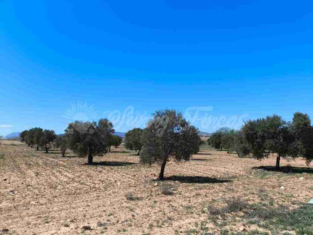 Suelo rústico en Venta en Yecla Murcia