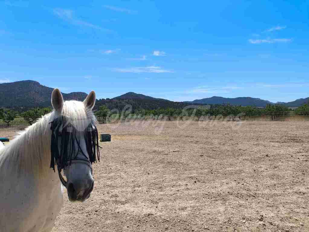 Casa de campo-Masía en Venta en Yecla Murcia - foto 2