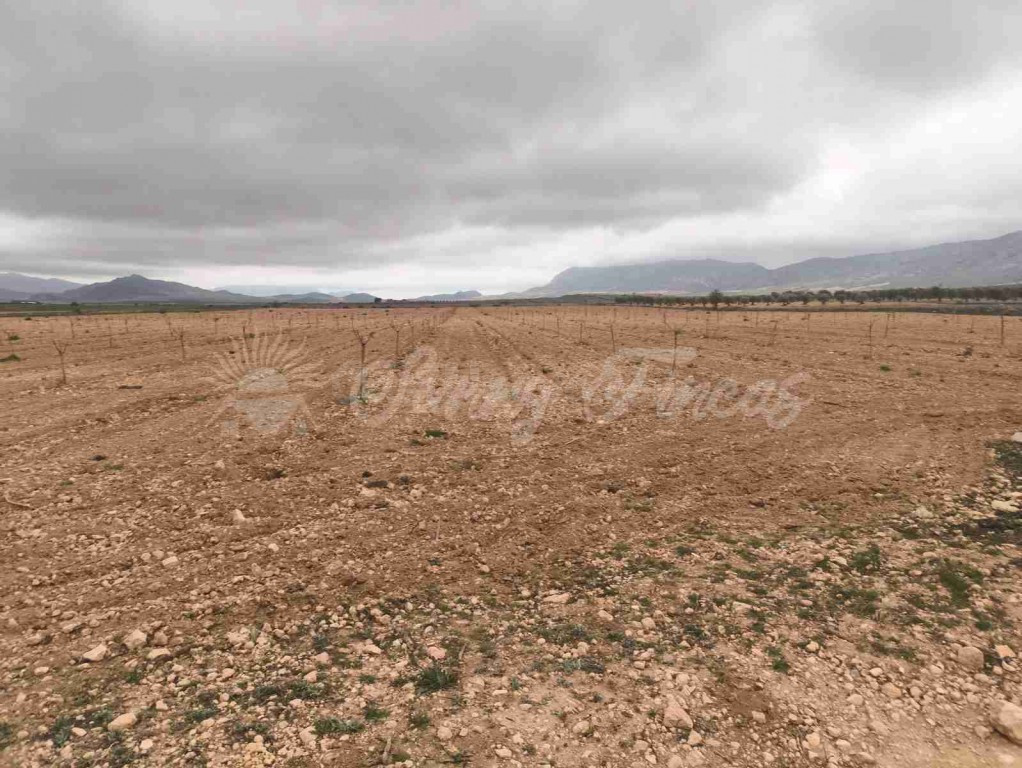 Suelo urbanizable en Venta en Yecla Murcia