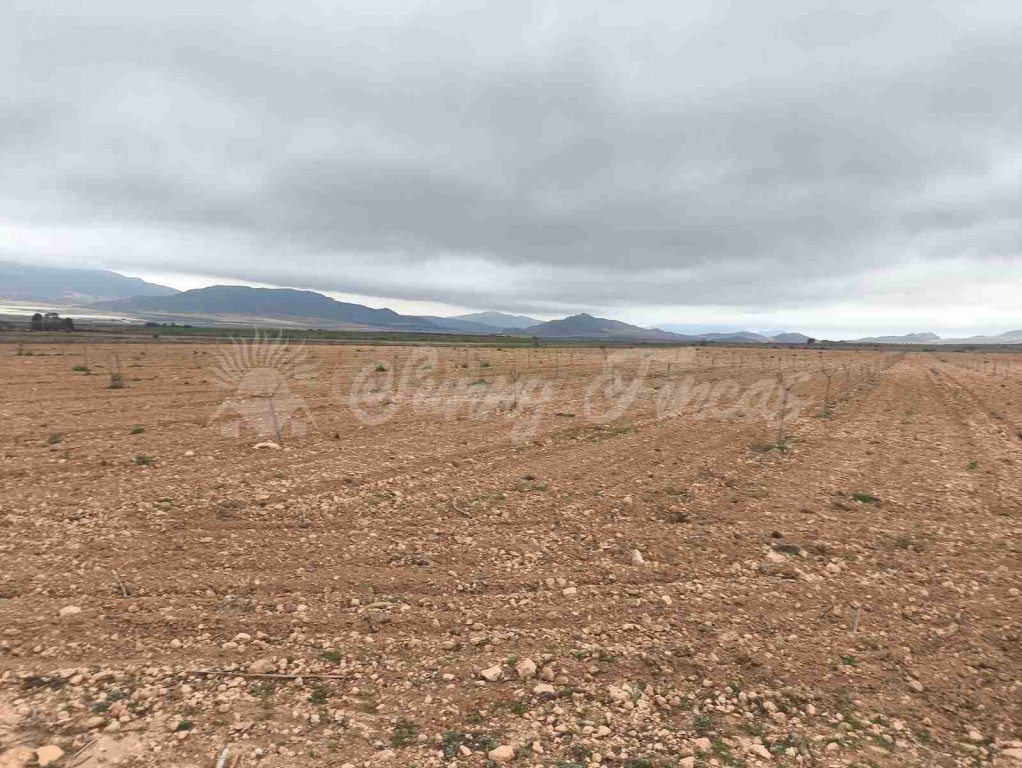 Suelo urbanizable en Venta en Yecla Murcia - foto 2
