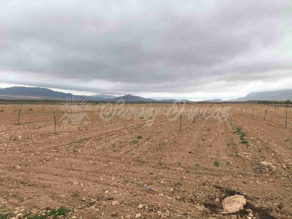Suelo urbanizable en Venta en Yecla Murcia - foto 3