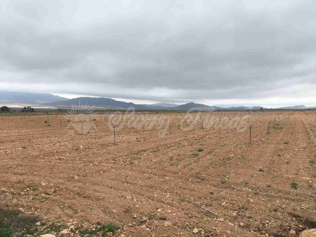 Suelo urbanizable en Venta en Yecla Murcia - foto 4