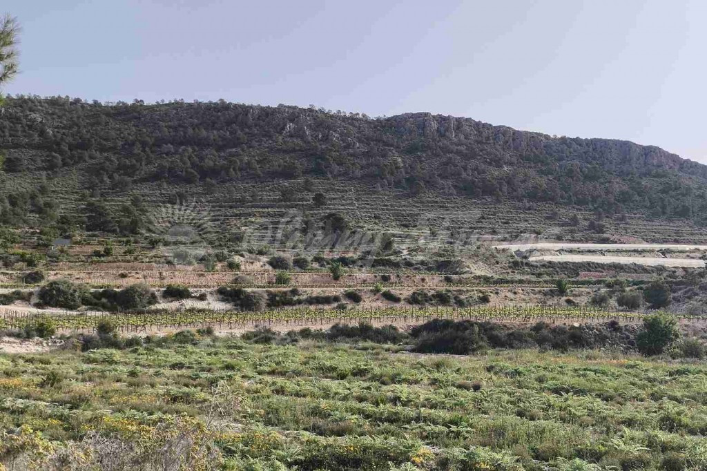 Suelo urbanizable en Venta en Romana, La Alicante - foto 5