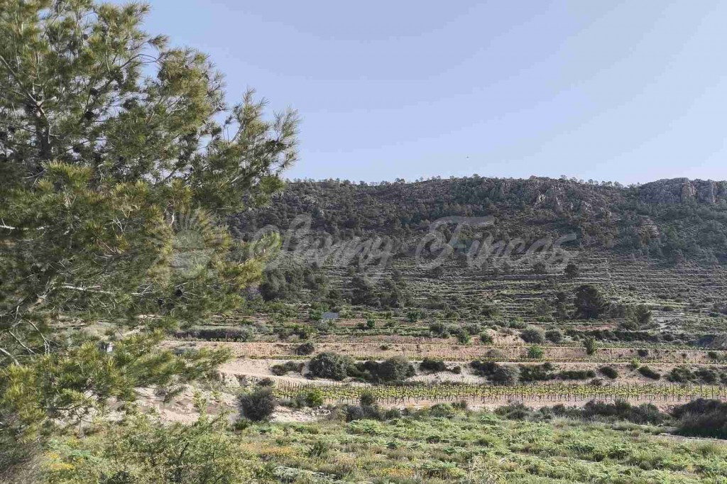 Suelo rústico en Venta en Romana, La Alicante - foto 4