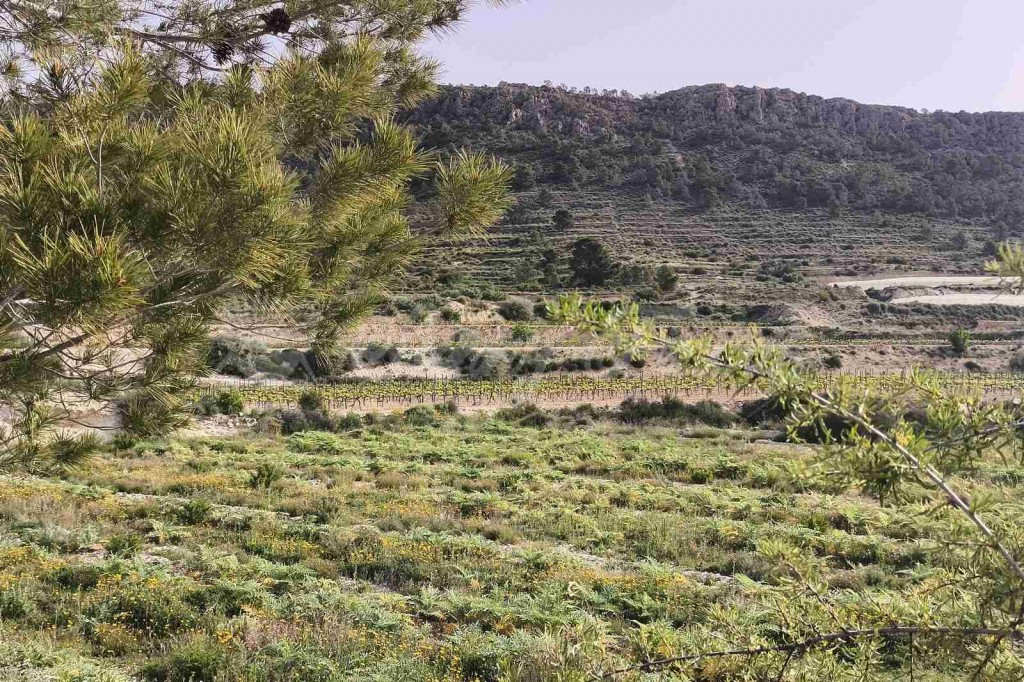 Parcela en Venta en Romana, La Alicante