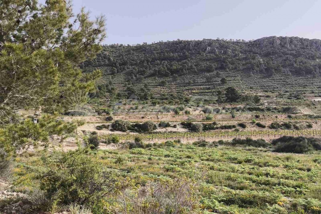 Parcela en Venta en Romana, La Alicante - foto 2