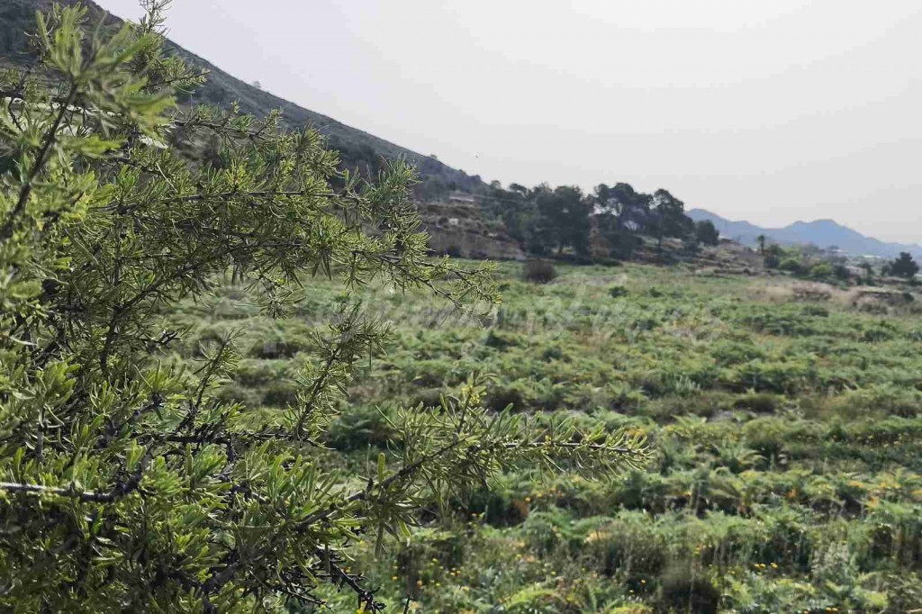 Parcela en Venta en Romana, La Alicante - foto 5