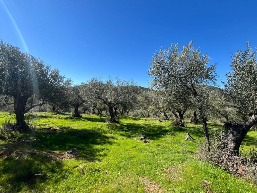 Espectacular Finca con olivos ecológicos en Zufre!!!
