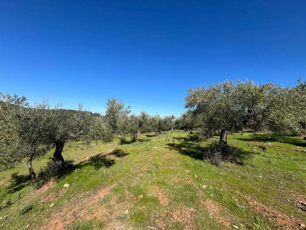 Espectacular Finca con olivos ecológicos en Zufre!!! - foto 3