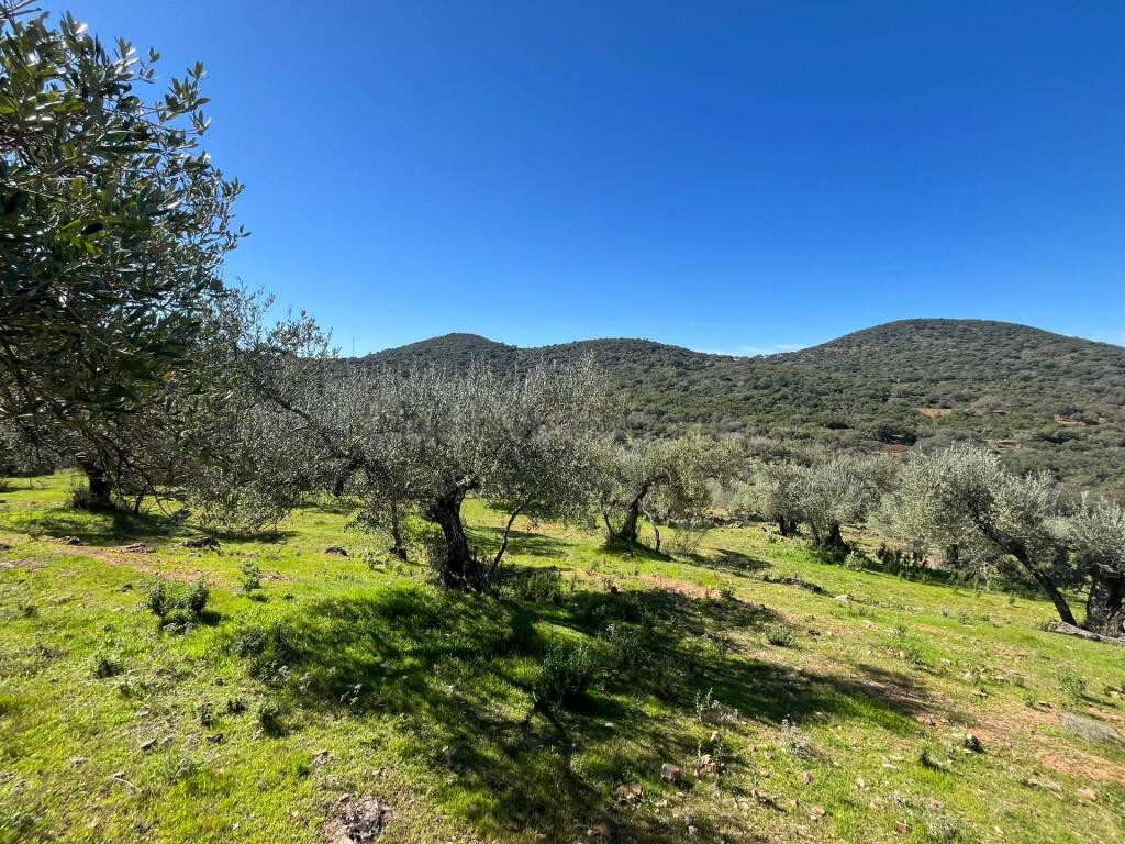 Espectacular Finca con olivos ecológicos en Zufre!!! - foto 4