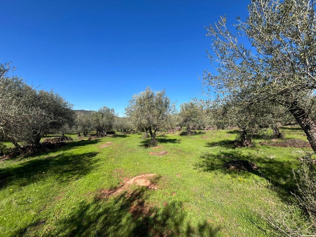 Espectacular Finca con olivos ecológicos en Zufre!!! - foto 5