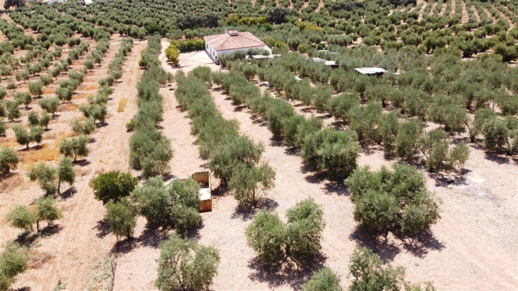 Casa de campo-Masía en Venta en Montellano Sevilla - foto 4