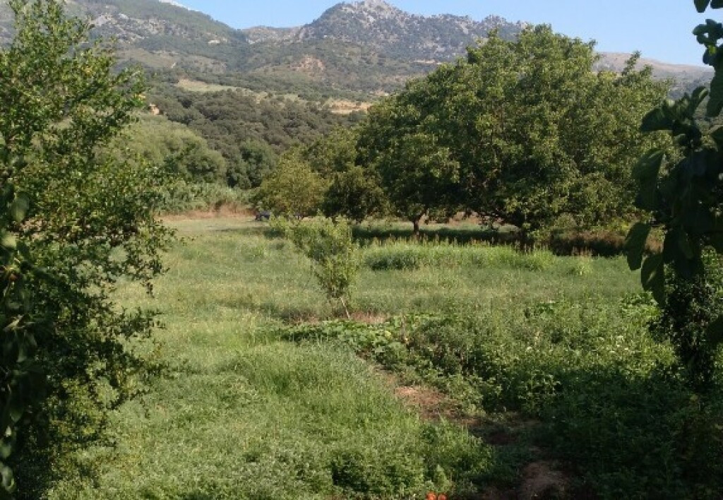 Casa de campo-Masía en Venta en Cortes De La Frontera Málaga - foto 4