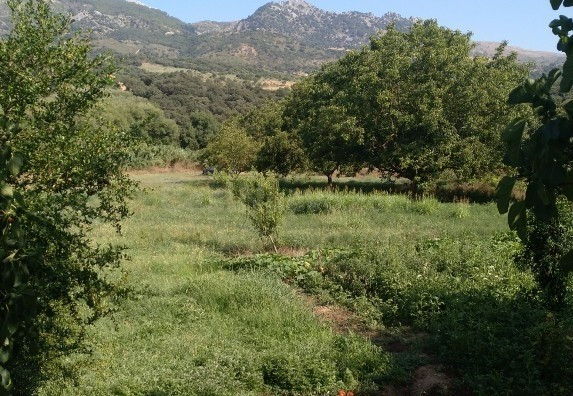 Casa de campo-Masía en Venta en Cortes De La Frontera Málaga - foto 3