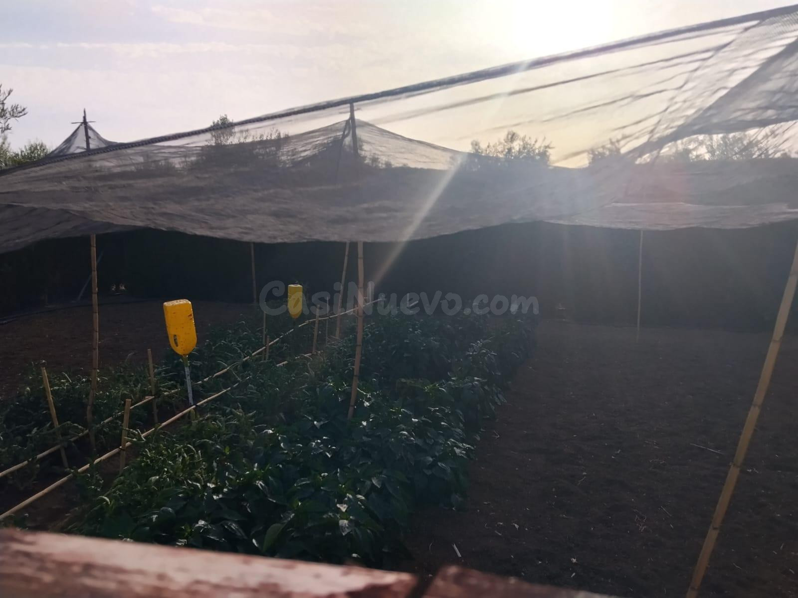 E. Casa Rústica con Olivar de Regadío, Piscina de 29 m2 y Hu - foto 10