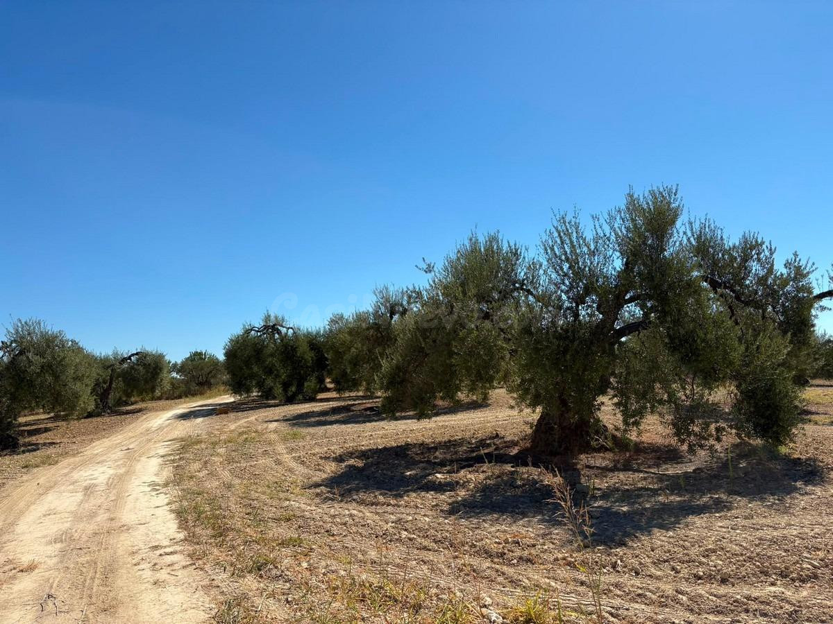 Finca rústica de olivar