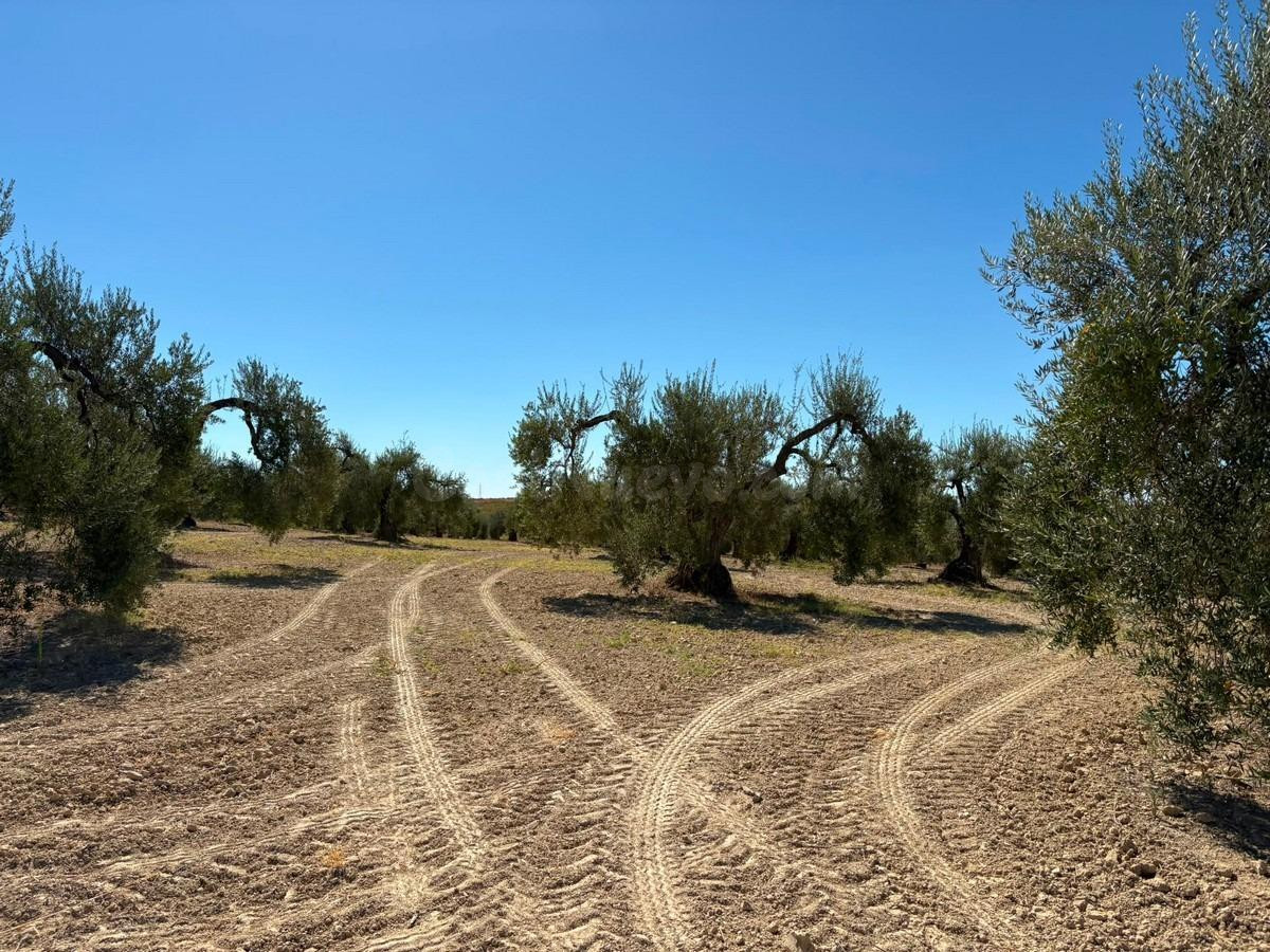 Finca rústica de olivar - foto 2