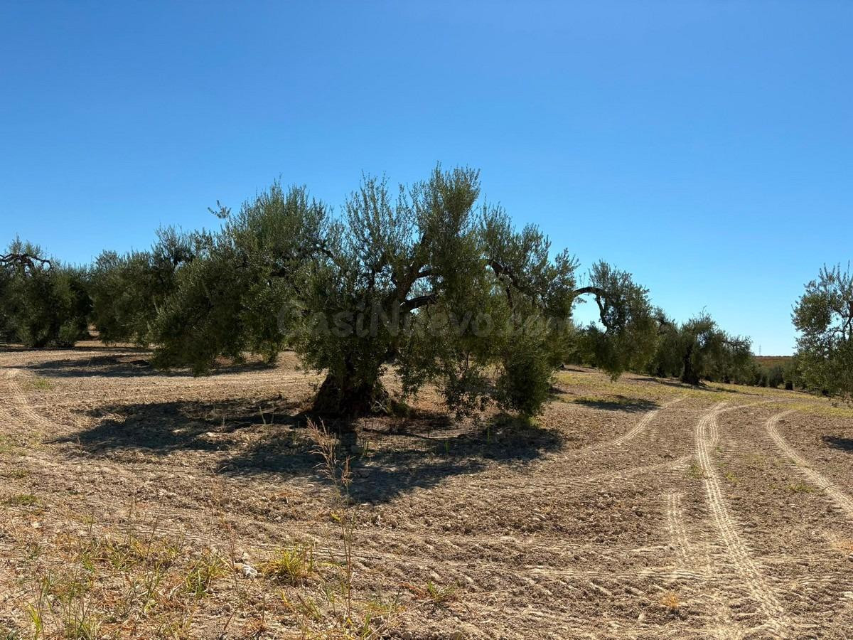Finca rústica de olivar - foto 3