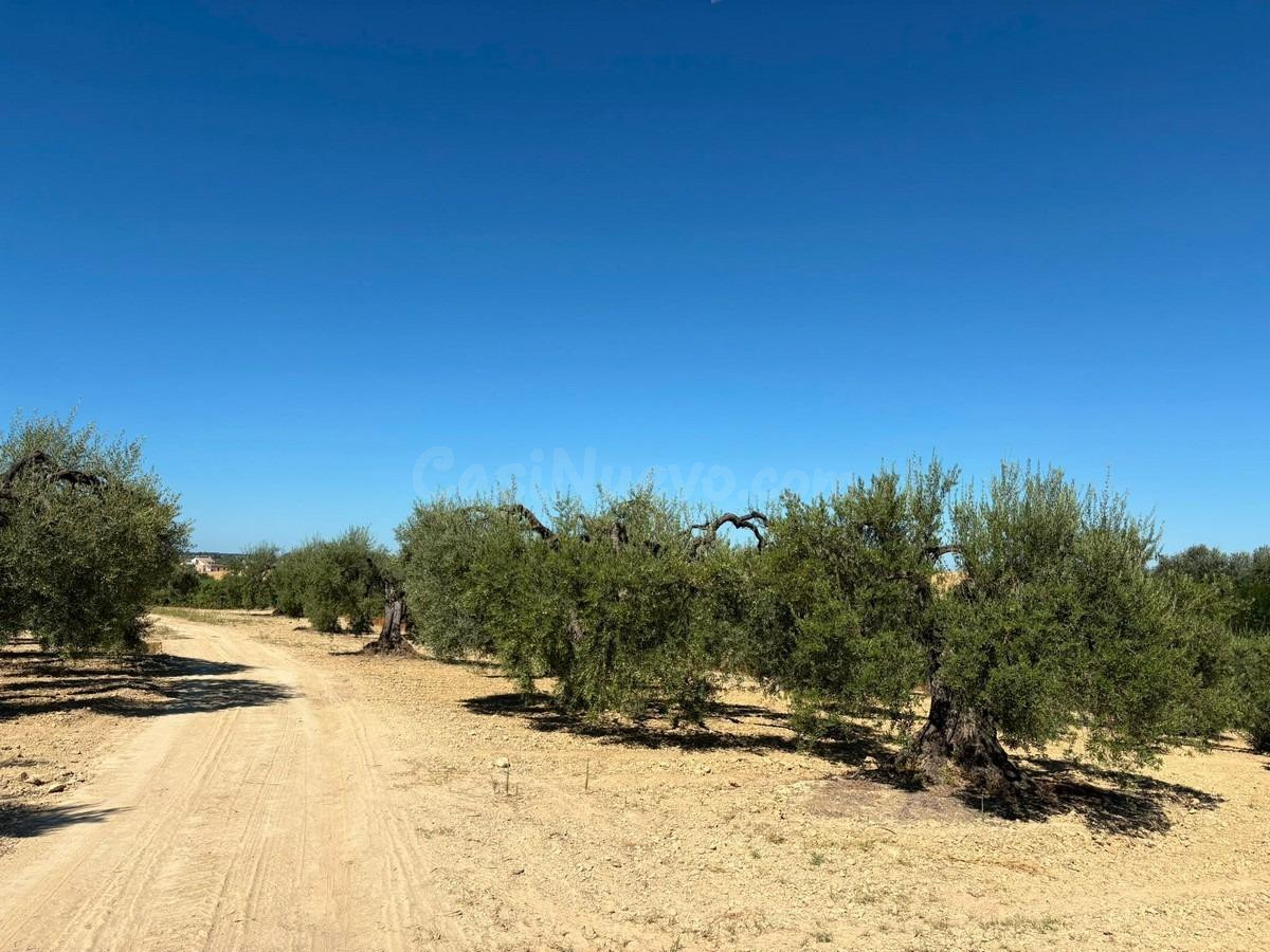Finca rústica de olivar - foto 4
