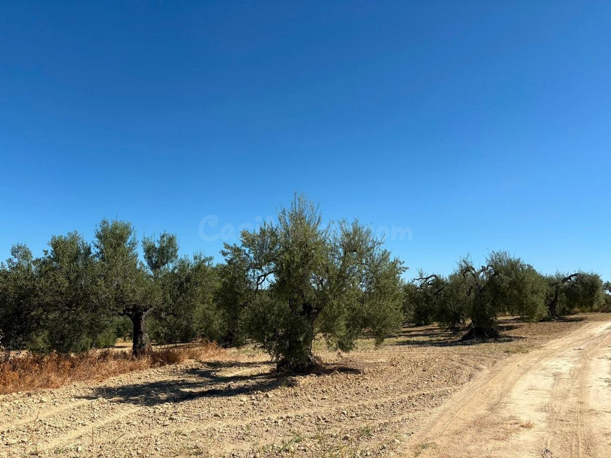 Finca rústica de olivar - foto 5