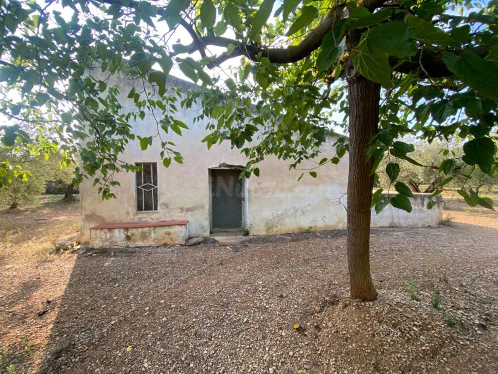 Fantástica finca con casa en la Miliana