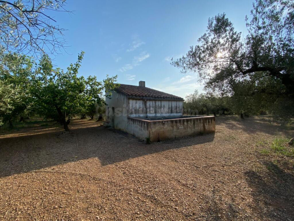 Fantástica finca con casa en la Miliana - foto 3