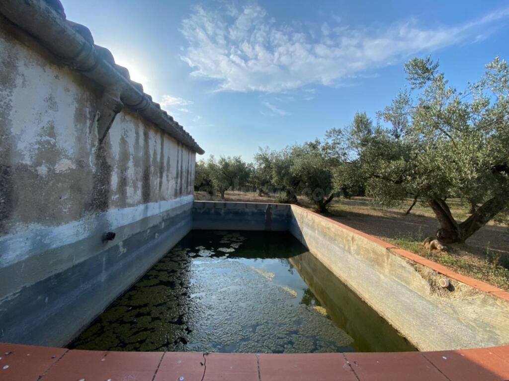 Fantástica finca con casa en la Miliana - foto 4