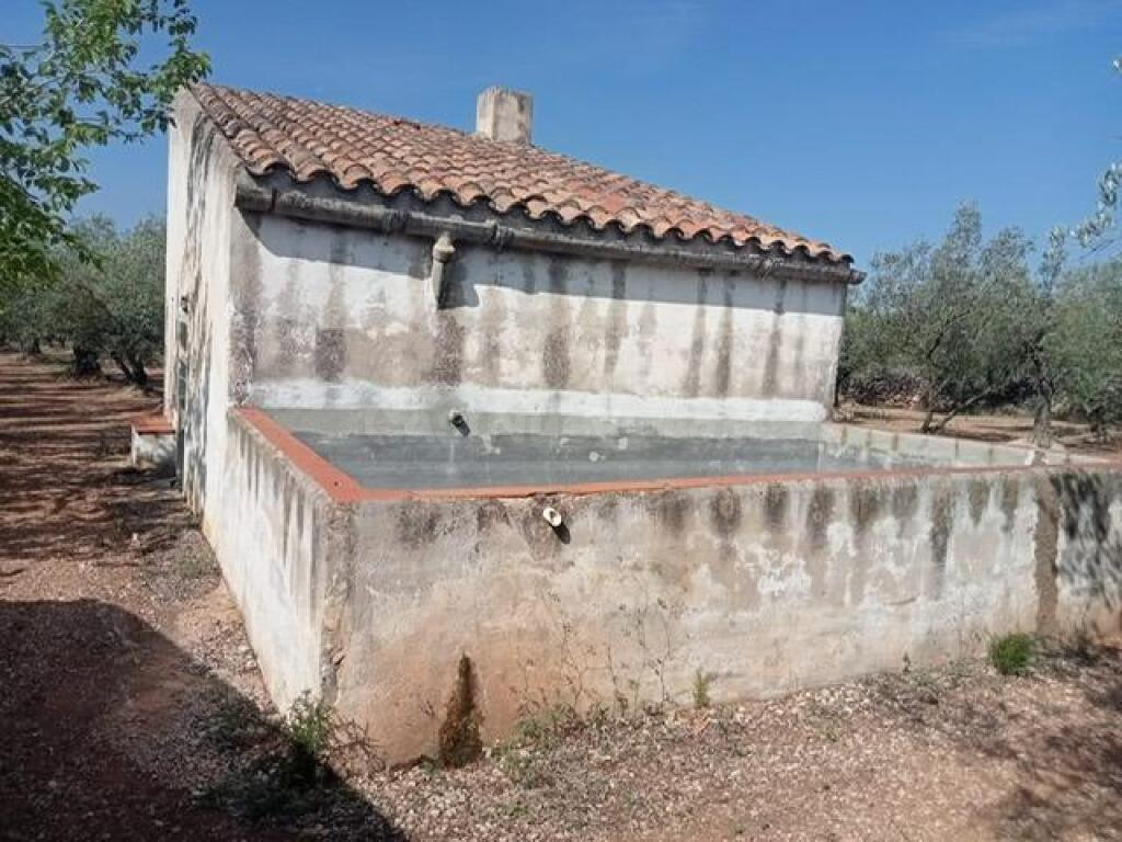 Fantástica finca con casa en la Miliana - foto 5