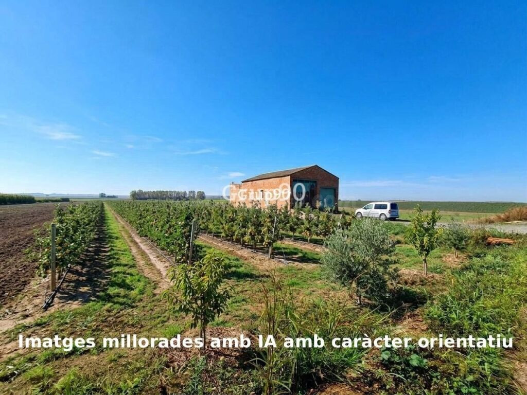 ? Finca de regadío con gran potencial en Alcoletge (Lleida)