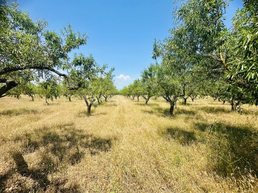 Ídilica casa de labor en finca de Almendros - foto 14