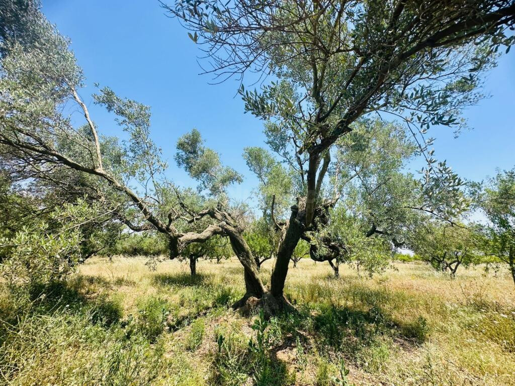 Ídilica casa de labor en finca de Almendros - foto 16
