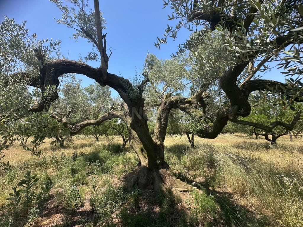 Ídilica casa de labor en finca de Almendros - foto 17