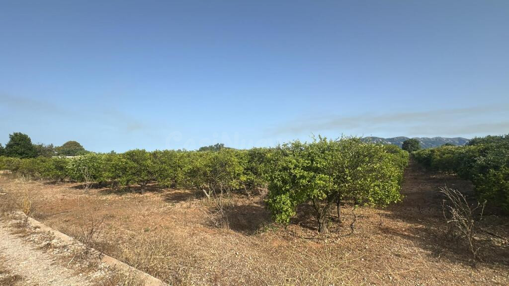 Finca de regadío plantada de cítrico en Santa Bárbara