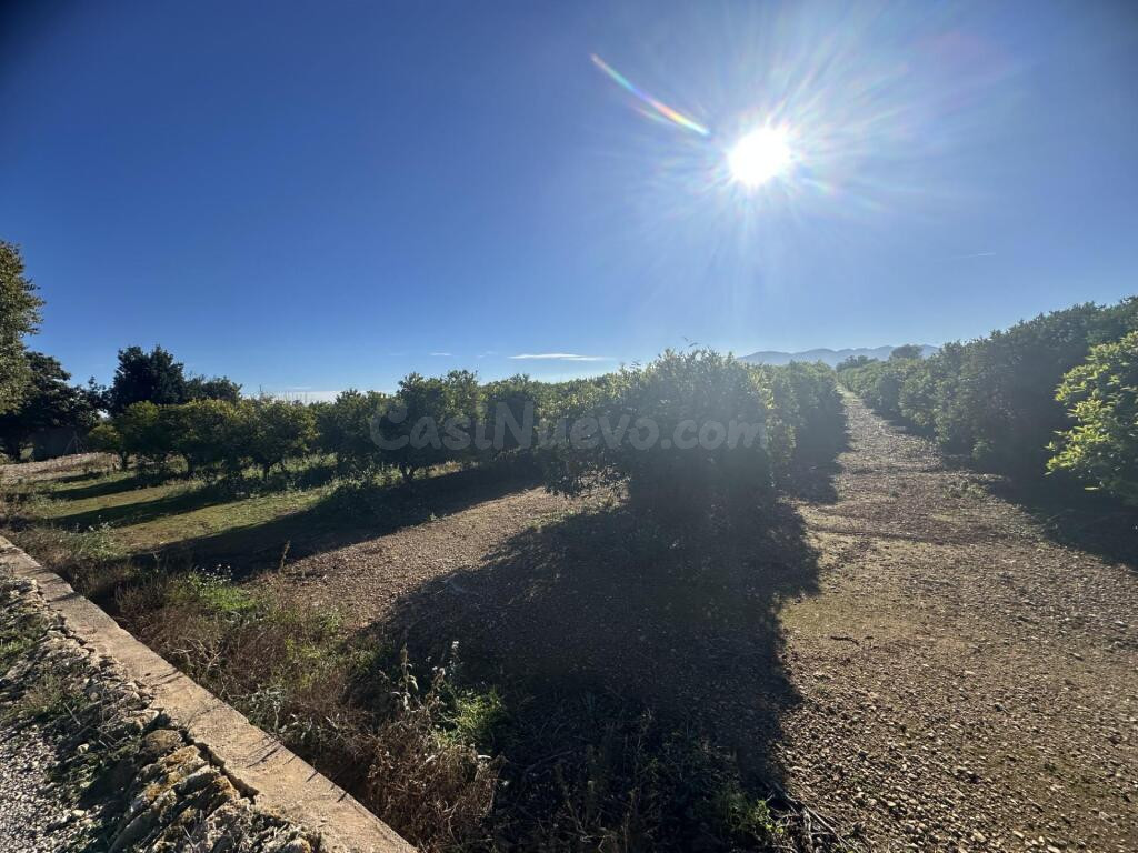 Finca de regadío plantada de cítrico en Santa Bárbara - foto 3