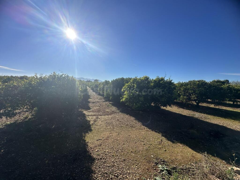 Finca de regadío plantada de cítrico en Santa Bárbara - foto 4