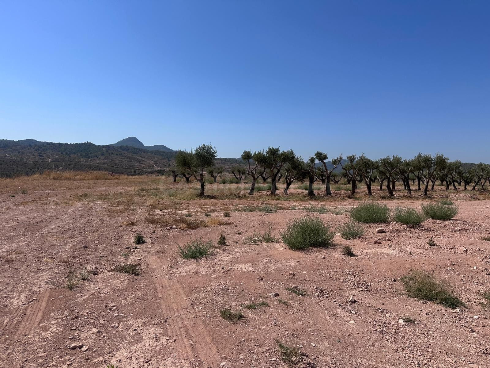 Parcela en venta - Macisvenda - foto 4