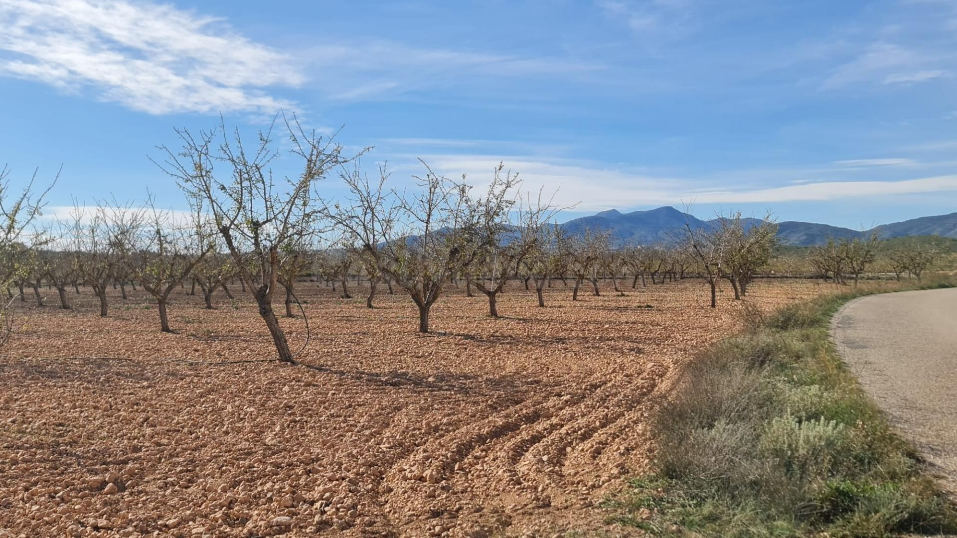 Parcela en venta - Comunidad valenciana - foto 4