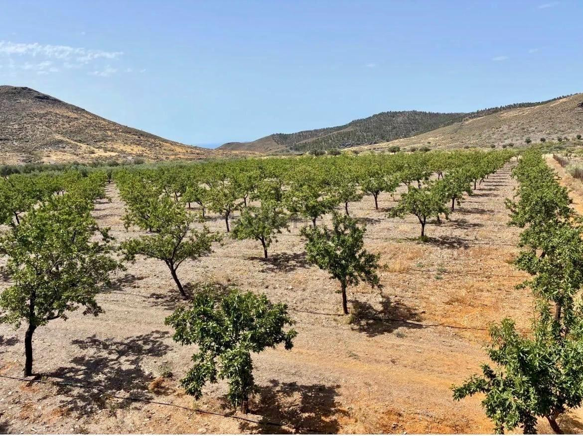 Finca agrícola y ganadera de 25.000 m2 con pozo propio, placas solares y plantación en producción en Gérgal
