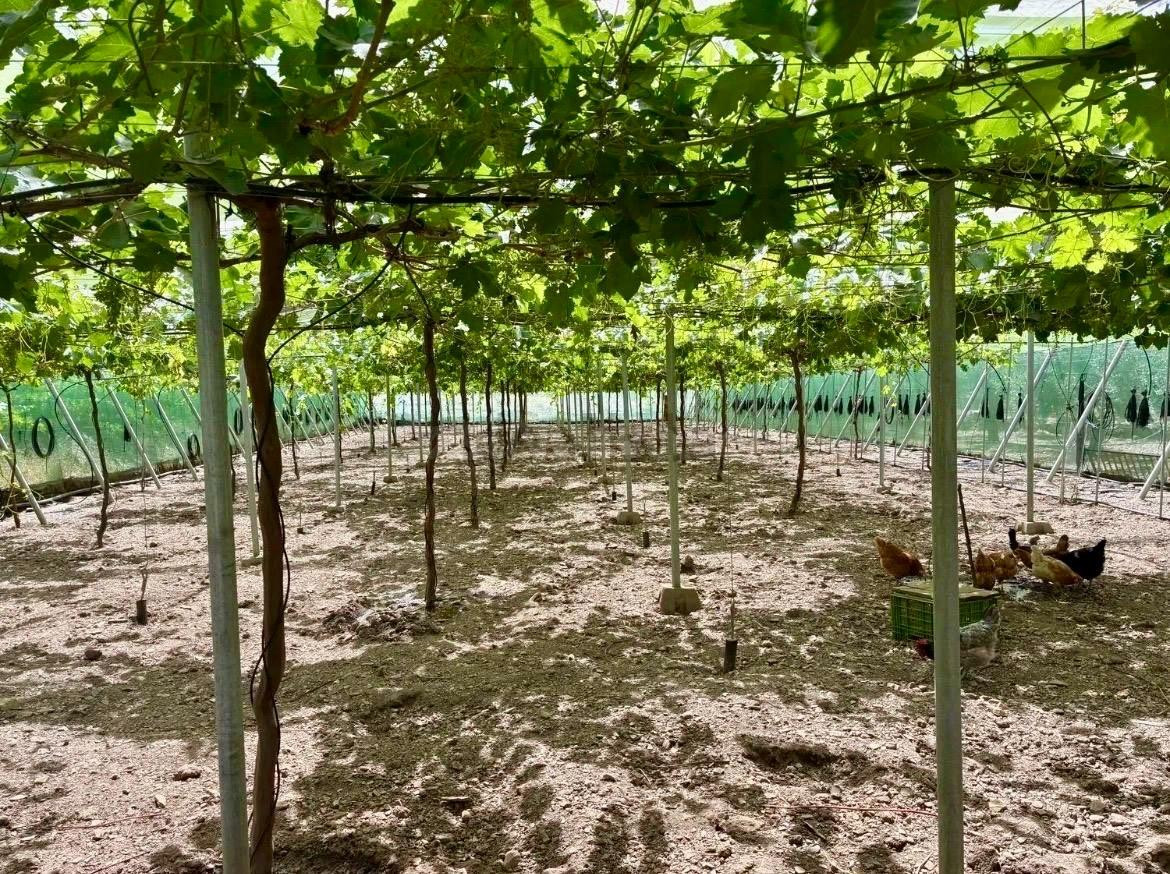 Finca agrícola y ganadera de 25.000 m2 con pozo propio, plac - foto 3