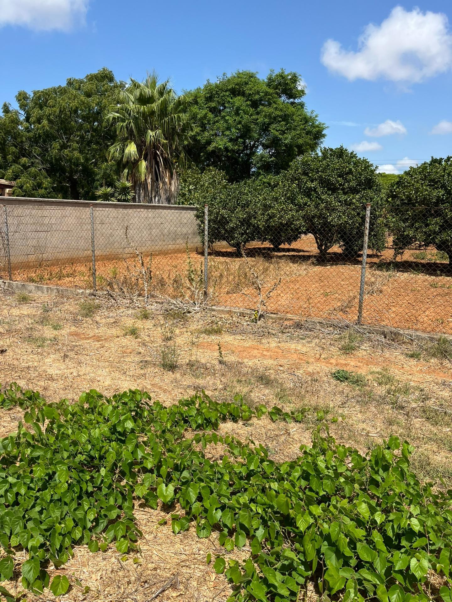 PARCELA SEGREGADA RUSTICA PAGO MARAVILLAS