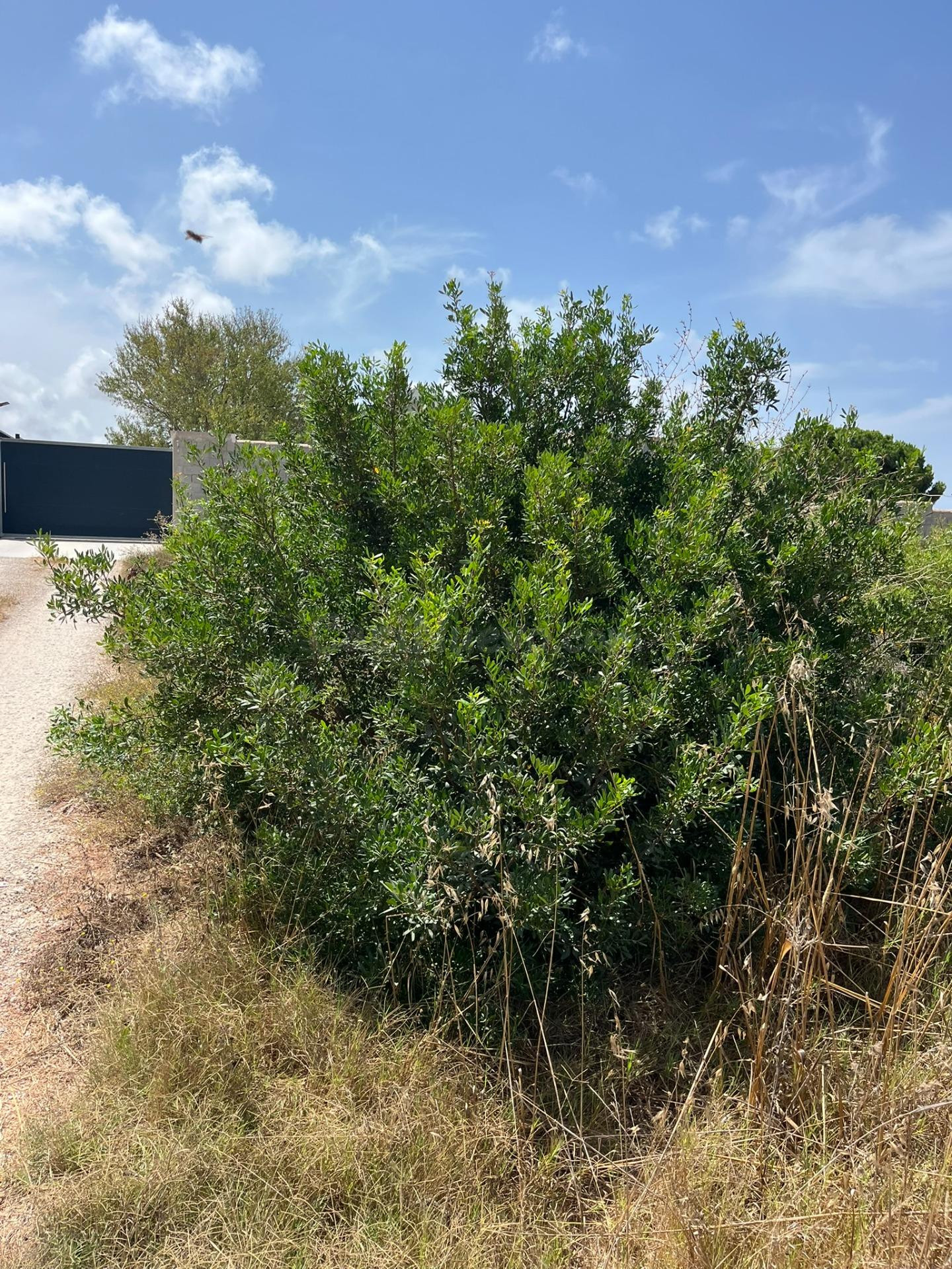 PARCELA SEGREGADA RUSTICA PAGO MARAVILLAS - foto 3