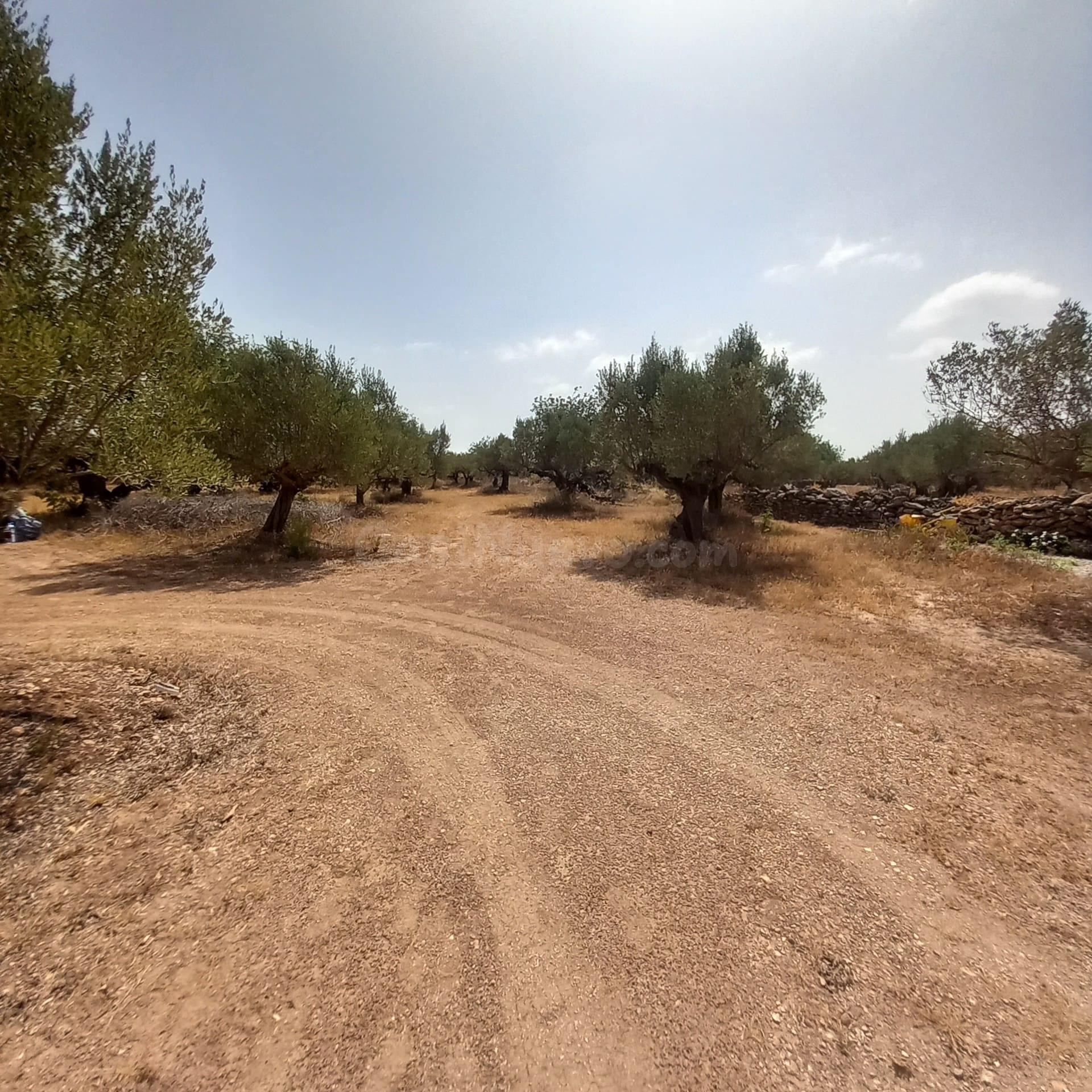 Finca rústica con casa de campo reformada, olivos, algarrobo - foto 2