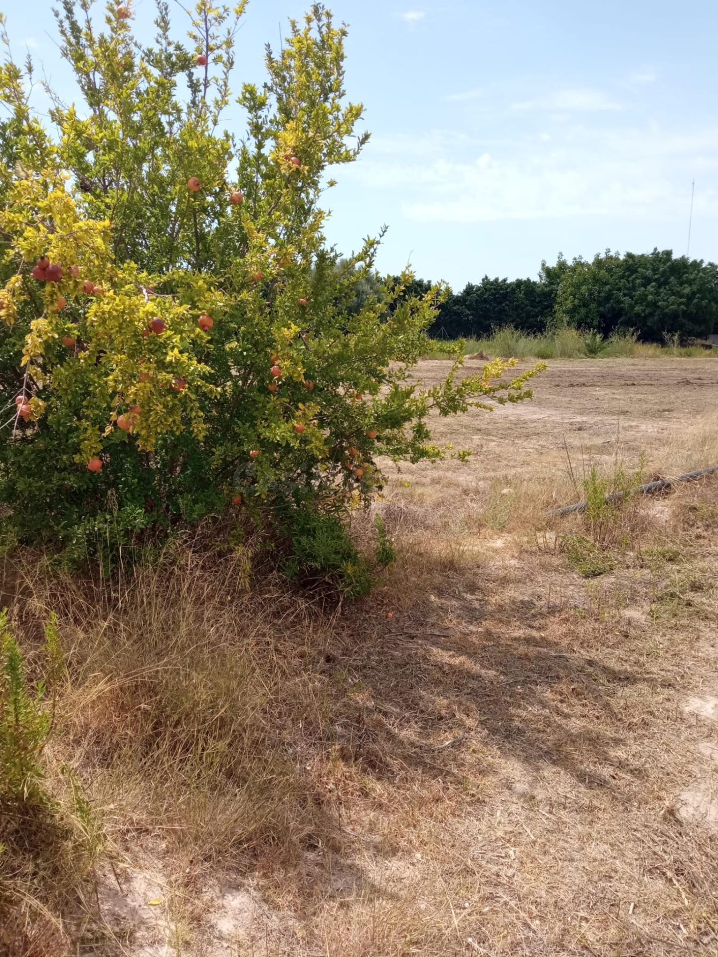 Parcela Rústica de 3.700m2 con Agua de Riego a 4,5 km de Mut - foto 2