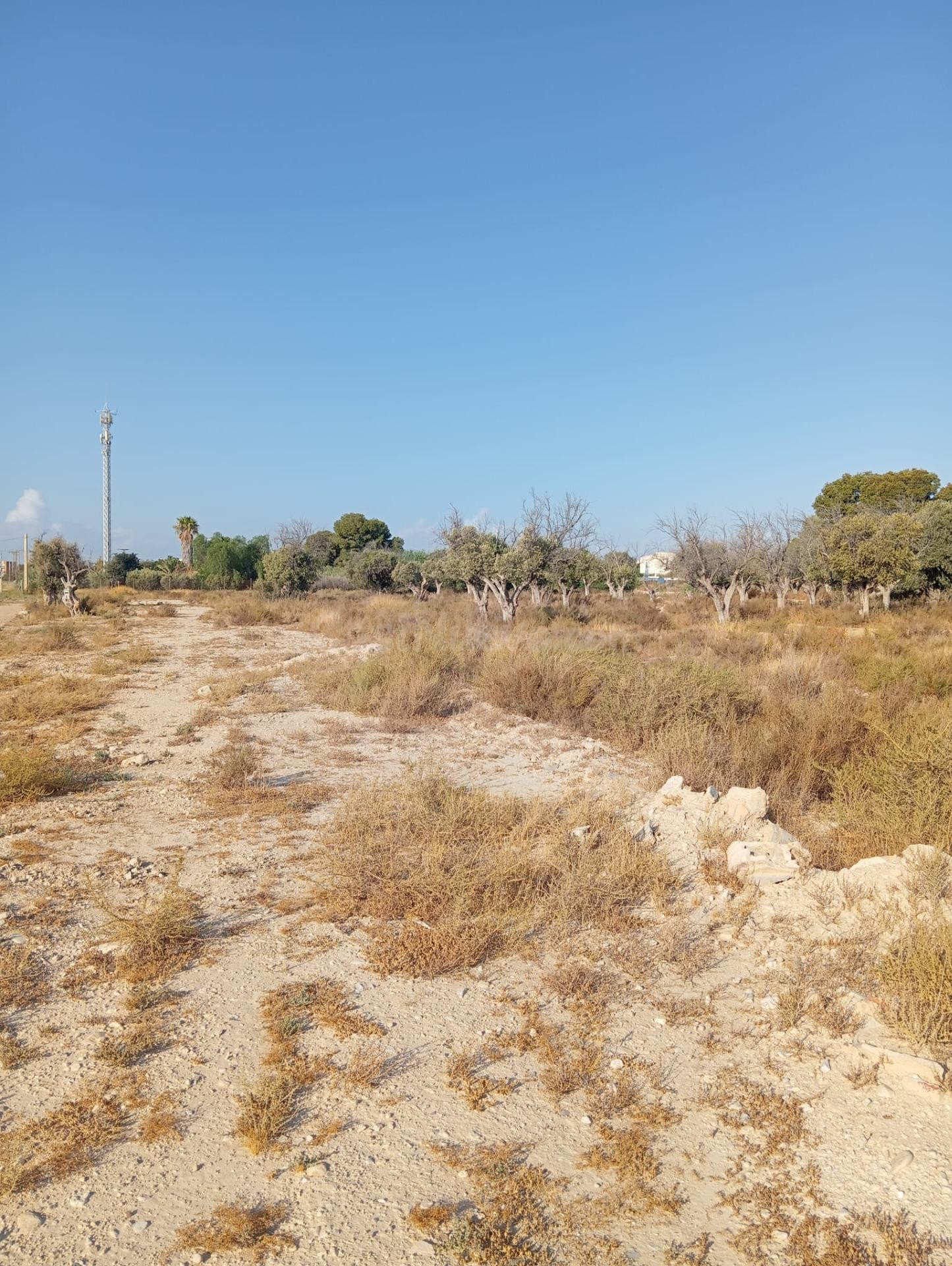 Terreno rural cultivable cerca del pueblo de Mutxamel - foto 2
