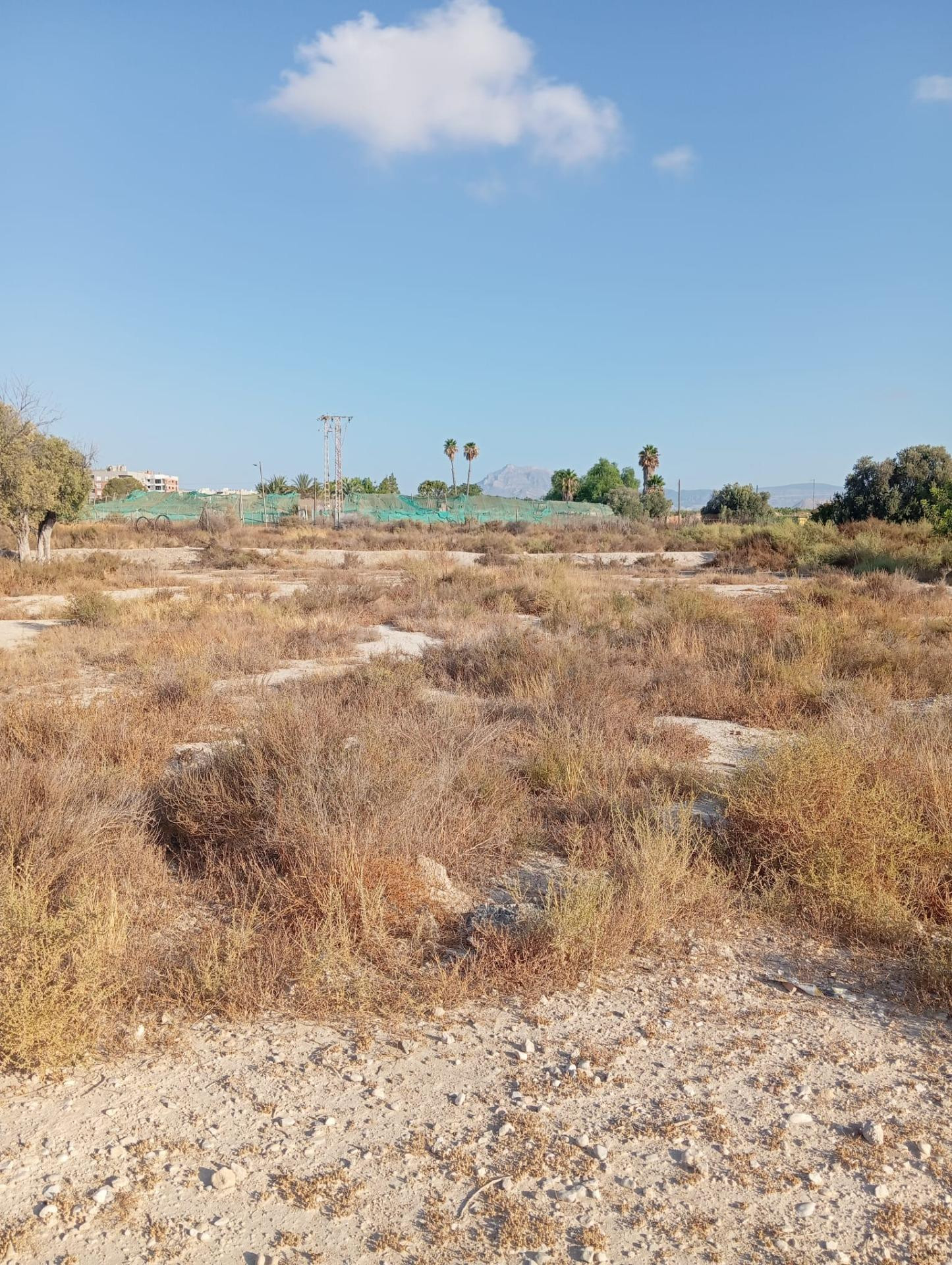 Terreno rural cultivable cerca del pueblo de Mutxamel - foto 4