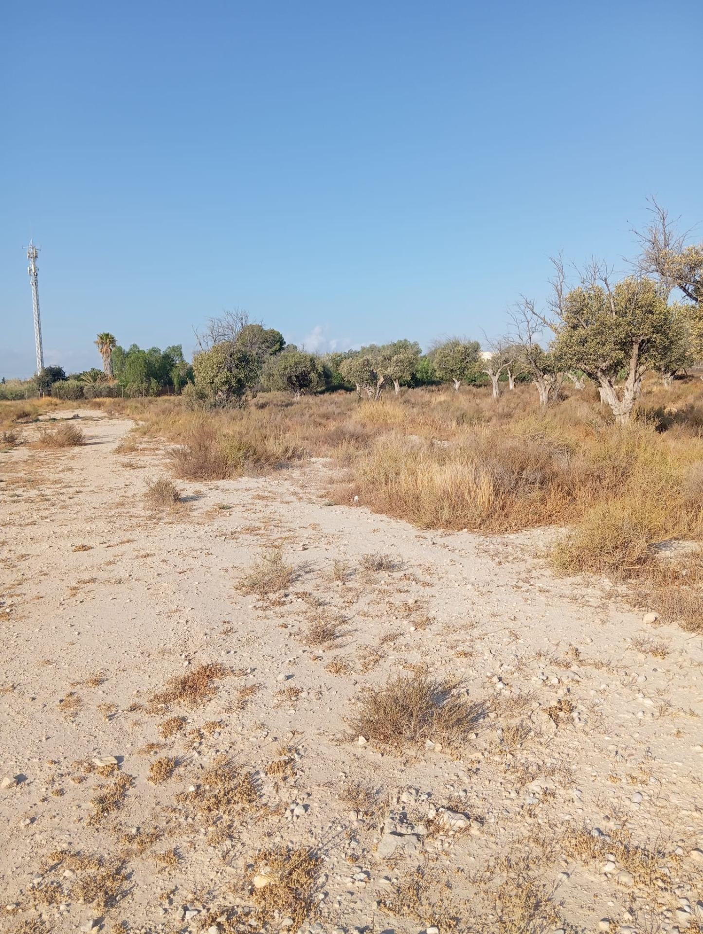 Terreno rural cultivable cerca del pueblo de Mutxamel - foto 5