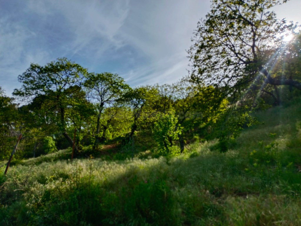 Exclusiva Finca Rústica con Castaños en el Pueblo Azul (Júzc - foto 5