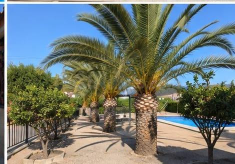 CAMPO EN SAX 14.000 M2 PARCELA Y CASA CON PISCINA - foto 2