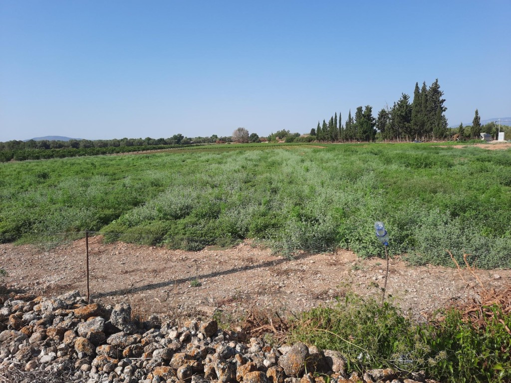 Finca de 1,79 ha en Santa Bàrbara con pozo propio - foto 4